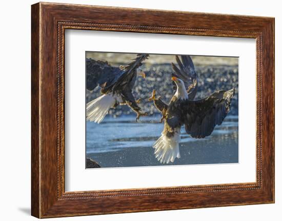 USA, Alaska, Chilkat Bald Eagle Preserve, bald eagle flying-Jaynes Gallery-Framed Photographic Print