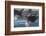 USA, Alaska, Chilkat Bald Eagle Preserve, bald eagle flying-Jaynes Gallery-Framed Photographic Print