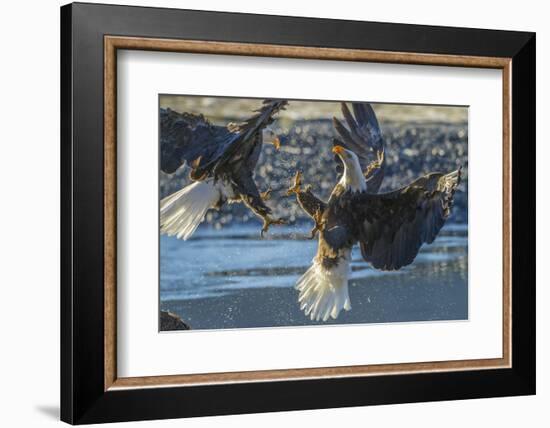 USA, Alaska, Chilkat Bald Eagle Preserve, bald eagle flying-Jaynes Gallery-Framed Photographic Print