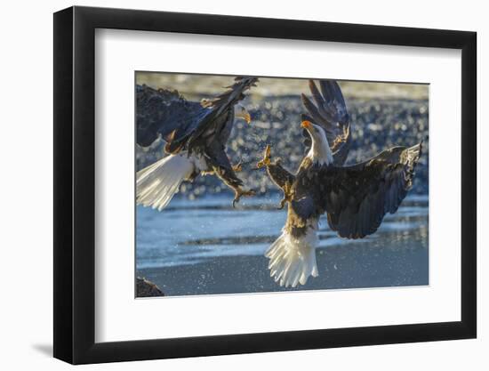 USA, Alaska, Chilkat Bald Eagle Preserve, bald eagle flying-Jaynes Gallery-Framed Photographic Print