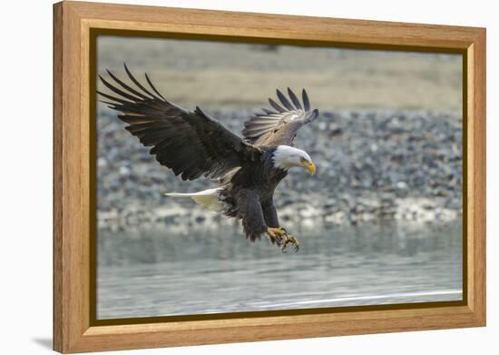 USA, Alaska, Chilkat Bald Eagle Preserve, bald eagle, landing-Jaynes Gallery-Framed Premier Image Canvas