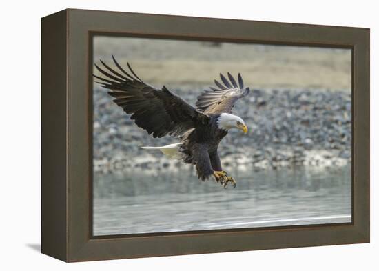 USA, Alaska, Chilkat Bald Eagle Preserve, bald eagle, landing-Jaynes Gallery-Framed Premier Image Canvas