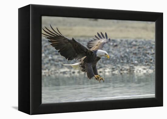 USA, Alaska, Chilkat Bald Eagle Preserve, bald eagle, landing-Jaynes Gallery-Framed Premier Image Canvas