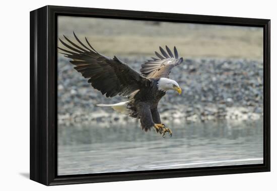 USA, Alaska, Chilkat Bald Eagle Preserve, bald eagle, landing-Jaynes Gallery-Framed Premier Image Canvas