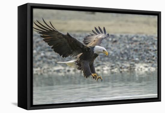 USA, Alaska, Chilkat Bald Eagle Preserve, bald eagle, landing-Jaynes Gallery-Framed Premier Image Canvas