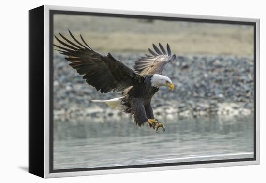 USA, Alaska, Chilkat Bald Eagle Preserve, bald eagle, landing-Jaynes Gallery-Framed Premier Image Canvas