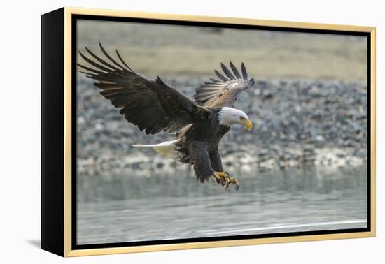 USA, Alaska, Chilkat Bald Eagle Preserve, bald eagle, landing-Jaynes Gallery-Framed Premier Image Canvas