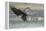USA, Alaska, Chilkat Bald Eagle Preserve, bald eagle, landing-Jaynes Gallery-Framed Premier Image Canvas