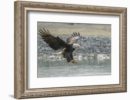 USA, Alaska, Chilkat Bald Eagle Preserve, bald eagle, landing-Jaynes Gallery-Framed Photographic Print