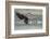 USA, Alaska, Chilkat Bald Eagle Preserve, bald eagle, landing-Jaynes Gallery-Framed Photographic Print