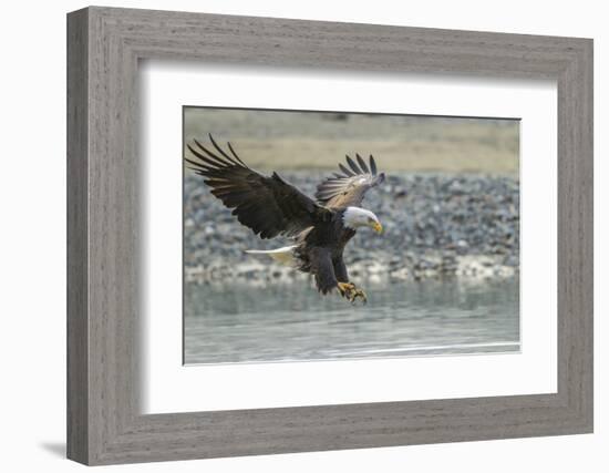 USA, Alaska, Chilkat Bald Eagle Preserve, bald eagle, landing-Jaynes Gallery-Framed Photographic Print