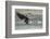 USA, Alaska, Chilkat Bald Eagle Preserve, bald eagle, landing-Jaynes Gallery-Framed Photographic Print