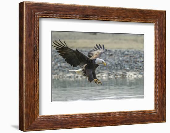 USA, Alaska, Chilkat Bald Eagle Preserve, bald eagle, landing-Jaynes Gallery-Framed Photographic Print