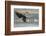 USA, Alaska, Chilkat Bald Eagle Preserve, bald eagle, landing-Jaynes Gallery-Framed Photographic Print