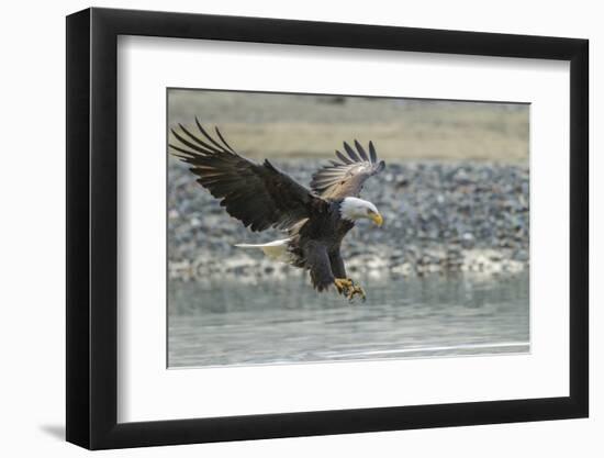 USA, Alaska, Chilkat Bald Eagle Preserve, bald eagle, landing-Jaynes Gallery-Framed Photographic Print