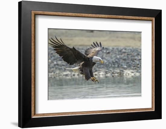 USA, Alaska, Chilkat Bald Eagle Preserve, bald eagle, landing-Jaynes Gallery-Framed Photographic Print