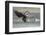 USA, Alaska, Chilkat Bald Eagle Preserve, bald eagle, landing-Jaynes Gallery-Framed Photographic Print