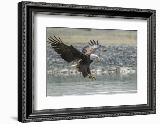 USA, Alaska, Chilkat Bald Eagle Preserve, bald eagle, landing-Jaynes Gallery-Framed Photographic Print