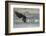 USA, Alaska, Chilkat Bald Eagle Preserve, bald eagle, landing-Jaynes Gallery-Framed Photographic Print