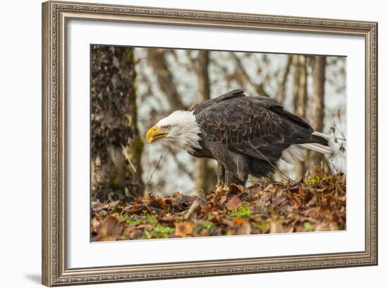 USA, Alaska, Chilkat Bald Eagle Preserve. Bald Eagle on Ground-Cathy & Gordon Illg-Framed Photographic Print