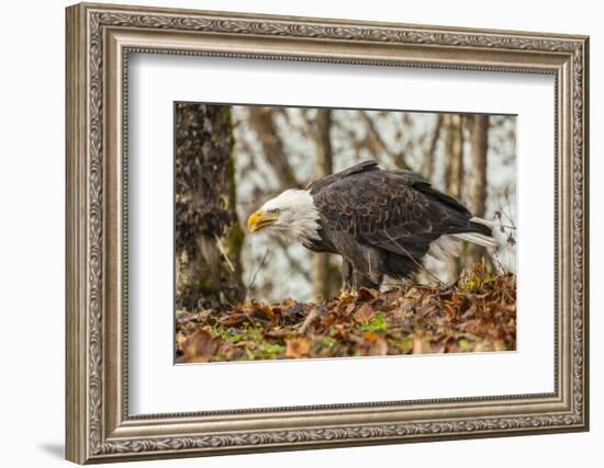 USA, Alaska, Chilkat Bald Eagle Preserve. Bald Eagle on Ground-Cathy & Gordon Illg-Framed Photographic Print