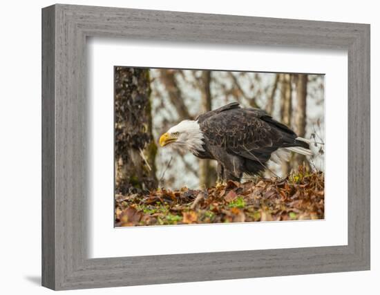 USA, Alaska, Chilkat Bald Eagle Preserve. Bald Eagle on Ground-Cathy & Gordon Illg-Framed Photographic Print