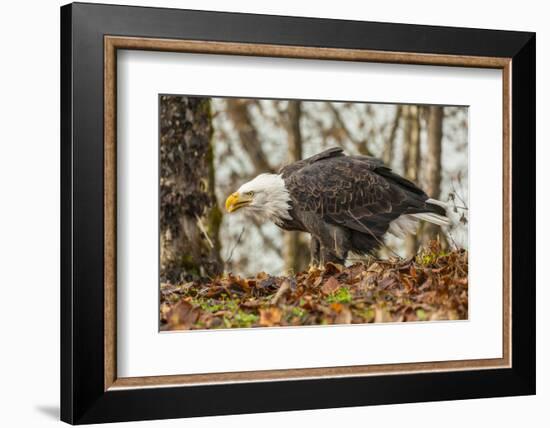 USA, Alaska, Chilkat Bald Eagle Preserve. Bald Eagle on Ground-Cathy & Gordon Illg-Framed Photographic Print