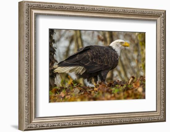 USA, Alaska, Chilkat Bald Eagle Preserve. Bald Eagle on Ground-Cathy & Gordon Illg-Framed Photographic Print