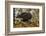 USA, Alaska, Chilkat Bald Eagle Preserve. Bald Eagle on Ground-Cathy & Gordon Illg-Framed Photographic Print