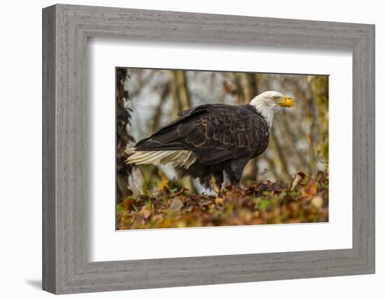 USA, Alaska, Chilkat Bald Eagle Preserve. Bald Eagle on Ground-Cathy & Gordon Illg-Framed Photographic Print