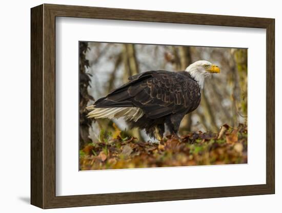 USA, Alaska, Chilkat Bald Eagle Preserve. Bald Eagle on Ground-Cathy & Gordon Illg-Framed Photographic Print