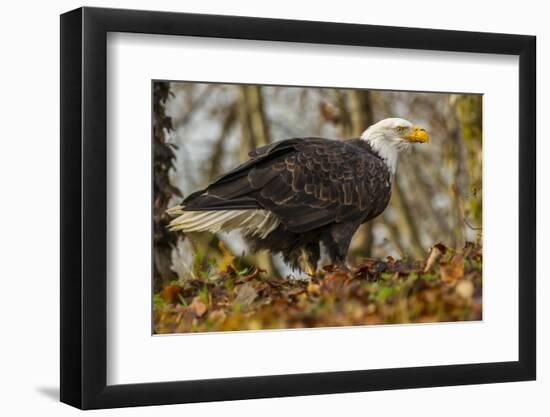 USA, Alaska, Chilkat Bald Eagle Preserve. Bald Eagle on Ground-Cathy & Gordon Illg-Framed Photographic Print