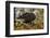 USA, Alaska, Chilkat Bald Eagle Preserve. Bald Eagle on Ground-Cathy & Gordon Illg-Framed Photographic Print