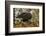 USA, Alaska, Chilkat Bald Eagle Preserve. Bald Eagle on Ground-Cathy & Gordon Illg-Framed Photographic Print