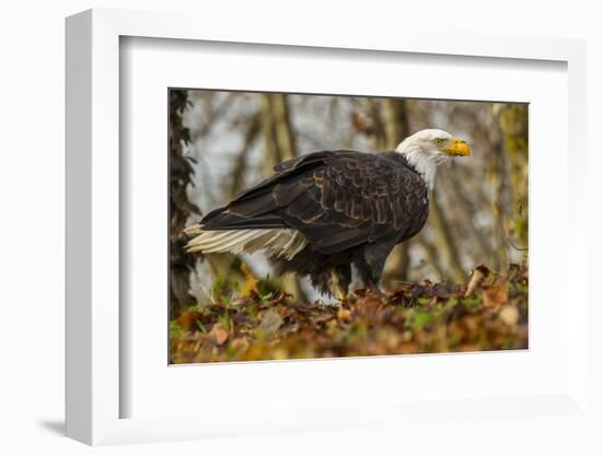 USA, Alaska, Chilkat Bald Eagle Preserve. Bald Eagle on Ground-Cathy & Gordon Illg-Framed Photographic Print