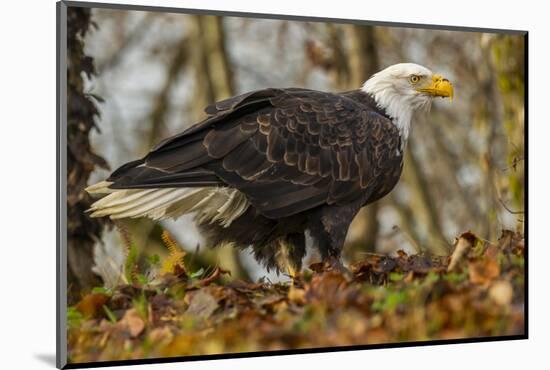 USA, Alaska, Chilkat Bald Eagle Preserve. Bald Eagle on Ground-Cathy & Gordon Illg-Mounted Photographic Print