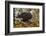 USA, Alaska, Chilkat Bald Eagle Preserve. Bald Eagle on Ground-Cathy & Gordon Illg-Framed Photographic Print