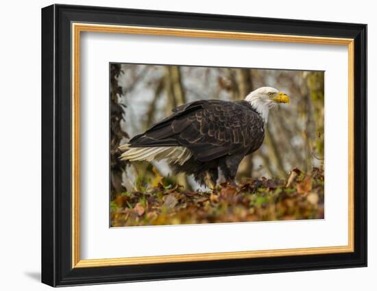 USA, Alaska, Chilkat Bald Eagle Preserve. Bald Eagle on Ground-Cathy & Gordon Illg-Framed Photographic Print