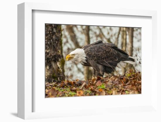 USA, Alaska, Chilkat Bald Eagle Preserve. Bald eagle on ground.-Jaynes Gallery-Framed Photographic Print