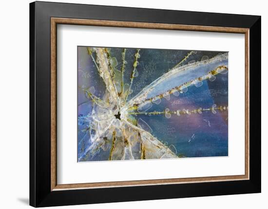 USA, Alaska. Cracked auto glass.-Jaynes Gallery-Framed Photographic Print