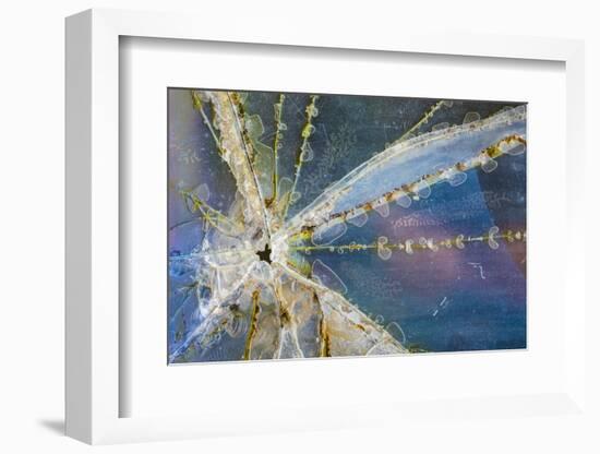 USA, Alaska. Cracked auto glass.-Jaynes Gallery-Framed Photographic Print