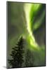 USA, Alaska, Fairbanks. Aurora borealis at night.-Jaynes Gallery-Mounted Photographic Print