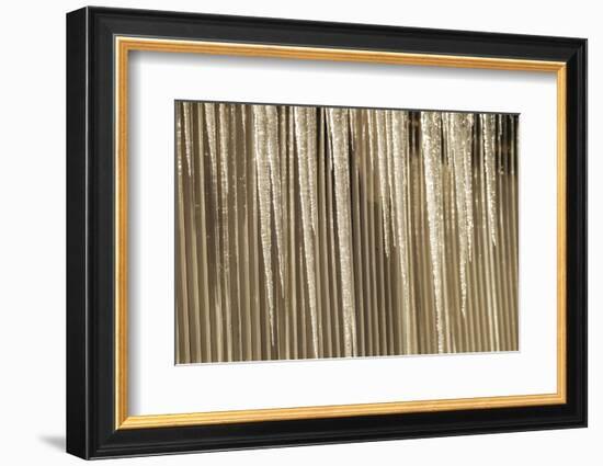 USA, Alaska, Fairbanks. Sun reflects on icicles.-Jaynes Gallery-Framed Photographic Print