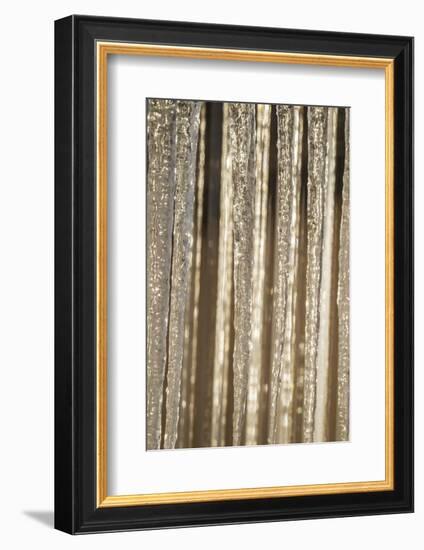 USA, Alaska, Fairbanks. Sun reflects on icicles.-Jaynes Gallery-Framed Photographic Print