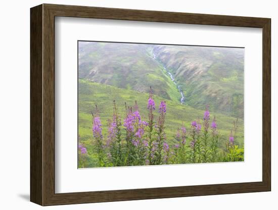 USA, Alaska. Fireweed and Upper Willow Creek.-Jaynes Gallery-Framed Photographic Print