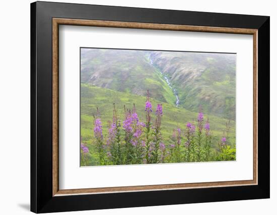 USA, Alaska. Fireweed and Upper Willow Creek.-Jaynes Gallery-Framed Photographic Print