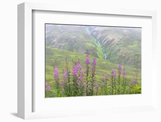 USA, Alaska. Fireweed and Upper Willow Creek.-Jaynes Gallery-Framed Photographic Print