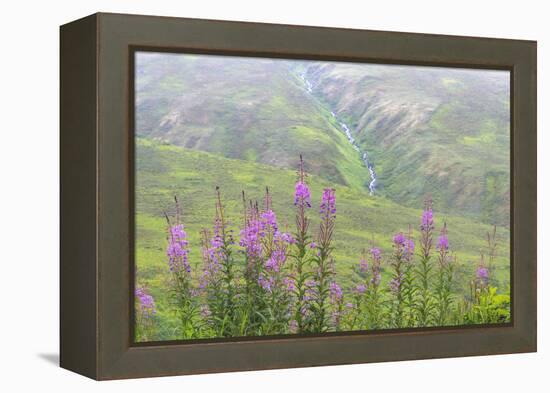 USA, Alaska. Fireweed and Upper Willow Creek.-Jaynes Gallery-Framed Premier Image Canvas