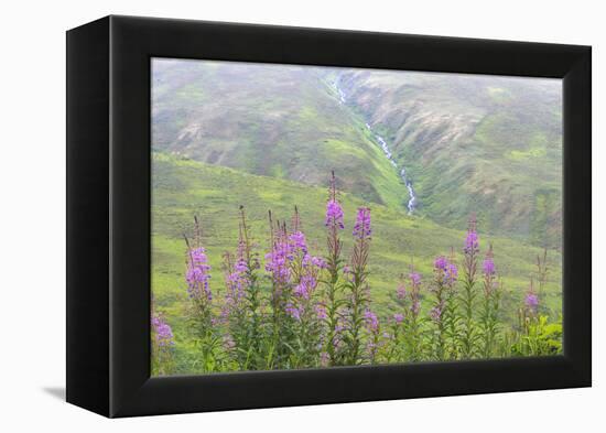 USA, Alaska. Fireweed and Upper Willow Creek.-Jaynes Gallery-Framed Premier Image Canvas