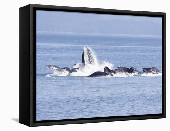 USA, Alaska, Freshwater Bay. Humpback whales bubble net feeding.-Don Paulson-Framed Premier Image Canvas